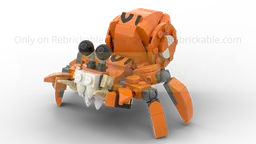 Hermit crab