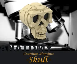 Anatomy - Skull
