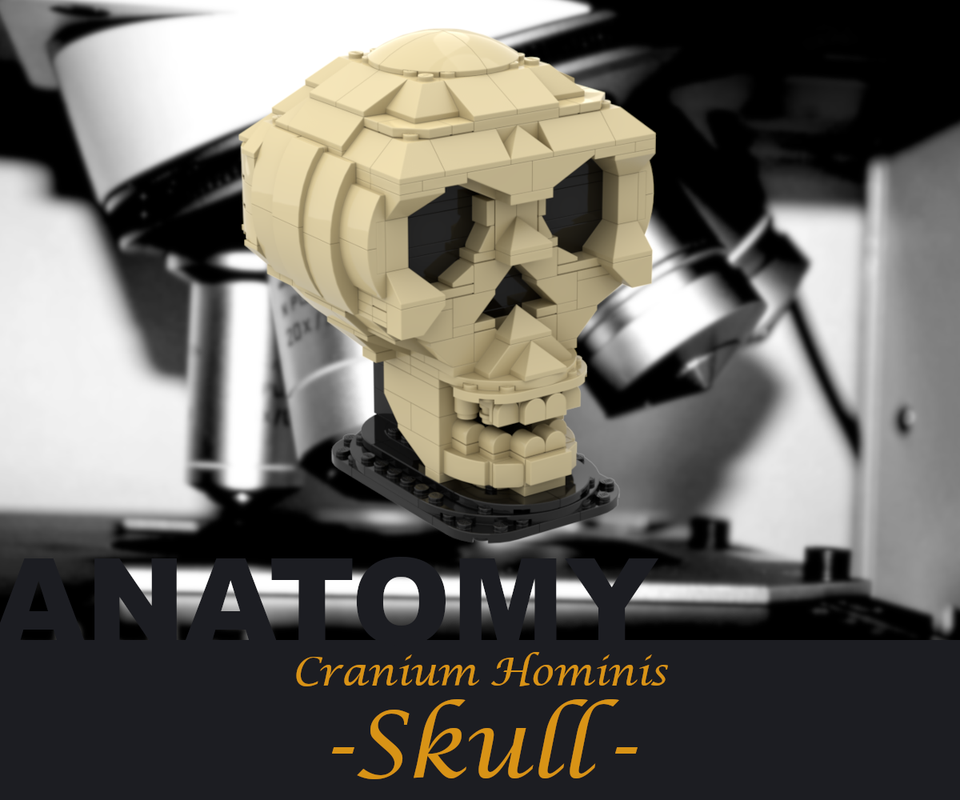 Lego Anatomy - Skull