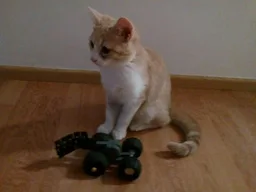 Mousecar (toy for cats)