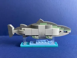 salmon fish model