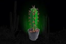 Mini Saguaro Cactus (carnegiea gigantea)