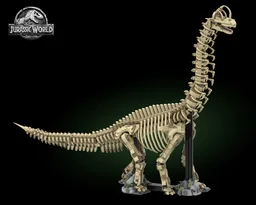 Brachiosaurus fossil