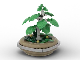 Bonsai - Silver Birch