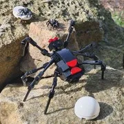 (G) - Orb Weavers