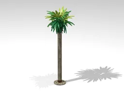 Palm Tree