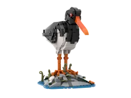 Oystercatcher