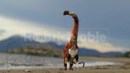 Barosaurus lentus BYU 9024: 31129 + 31150 + 31154