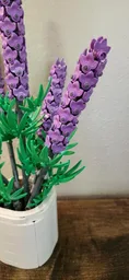 Lavender (BT021)