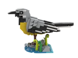 Grey Wagtail