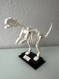 Muttaburrasaurus Fossil