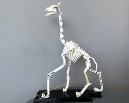 21320 Giraffe skeleton