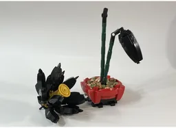 Lotus