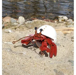Hermit Crab