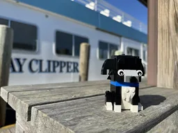 Dog black/white
