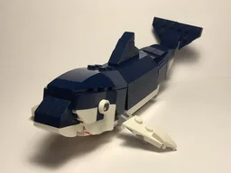 Dusky dolphin