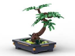 Bonsai - Chinese Elm