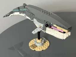 31381 Fin whale