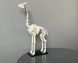Giraffe skeleton