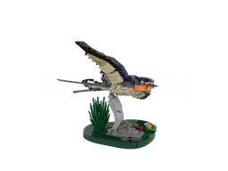 Barn Swallow