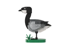 Barnacle goose