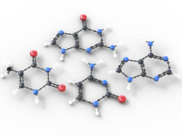 Nucleotides (DNA)