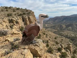 Griffon Vulture (Gyps fulvus)