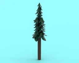 Tall Evergreen tree