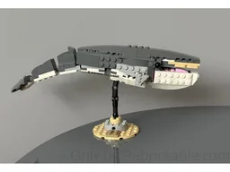31381 Fin whale