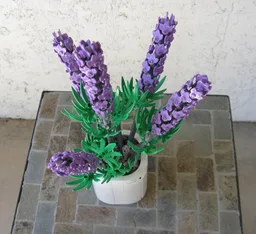 Lavender (BT021)
