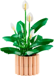 Peace Lily