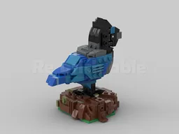 Steller's Jay