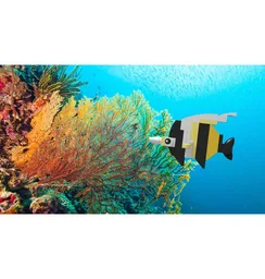 Moorish Idol Fish