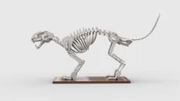 Cat Skeleton