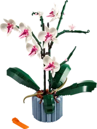 Orchid