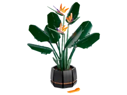 Bird of Paradise