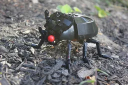 The Black Ox Beetle