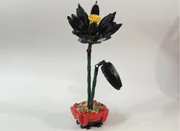 Lotus