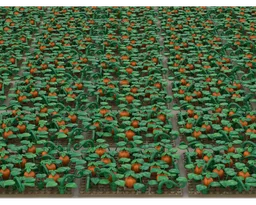 Farm Field Crops