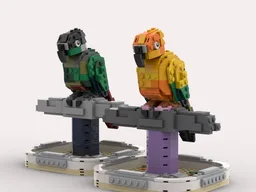 Sun Conure / Green Cheek Conure