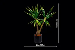 Dracaena Marginata (Dragon Tree)