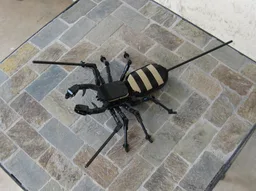 Vinegaroon (Uropygi Order)