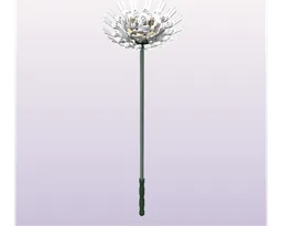 Stokes' Aster - White