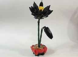 Lotus