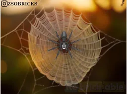 Black Spider