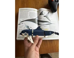 Dusky dolphin