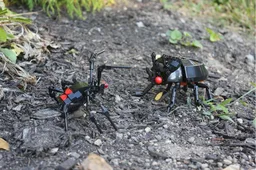 The Black Ox Beetle