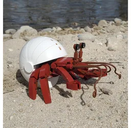 Hermit Crab