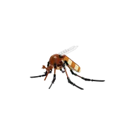 Mosquito
