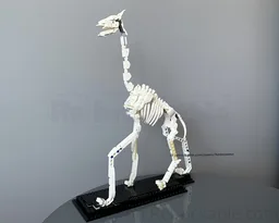 21320 Giraffe skeleton